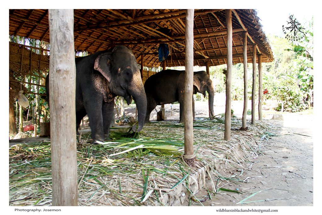 elephant ride in kerala