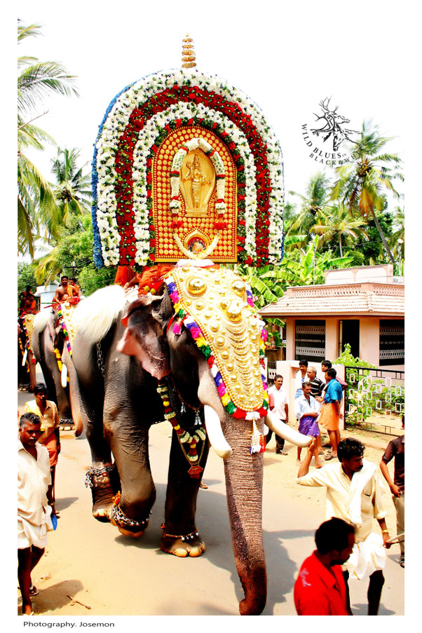 elephant festival Kerala,India