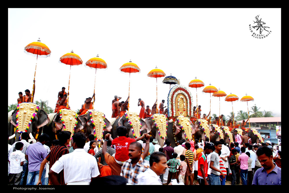 elephant festival Kerala