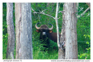 The gaur I Indian bison I Indian wild animals
