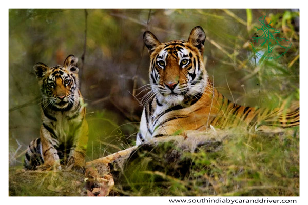 wild life of south India