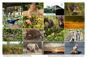 Animals in South India